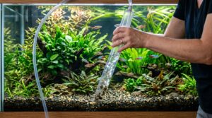 How to Use a Gravel Vacuum Siphon Without Spilling Water How to Use a Gravel Vacuum Siphon Without Spilling Water - gravel vacuum siphon